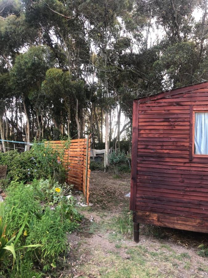 Suikerbekkie Bos * Baardskeerdersbos